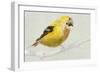 Goldfinch-Sarah Butcher-Framed Art Print