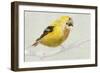 Goldfinch-Sarah Butcher-Framed Premium Giclee Print