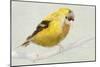 Goldfinch-Sarah Butcher-Mounted Premium Giclee Print