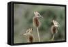 Goldfinches 3 Birds Feeding on Teasels-null-Framed Stretched Canvas