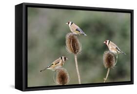 Goldfinches 3 Birds Feeding on Teasels-null-Framed Stretched Canvas