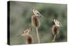 Goldfinches 3 Birds Feeding on Teasels-null-Stretched Canvas