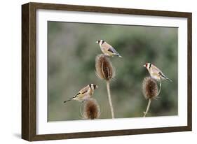 Goldfinches 3 Birds Feeding on Teasels-null-Framed Photographic Print