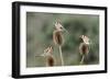 Goldfinches 3 Birds Feeding on Teasels-null-Framed Photographic Print