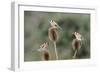 Goldfinches 3 Birds Feeding on Teasels-null-Framed Photographic Print