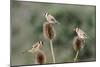 Goldfinches 3 Birds Feeding on Teasels-null-Mounted Photographic Print