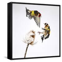 Goldfinches (Carduelis Carduelis) Squabbling over Teasel Seeds in Winter. Cambridgeshire, UK-Mark Hamblin-Framed Stretched Canvas