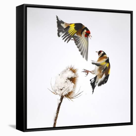 Goldfinches (Carduelis Carduelis) Squabbling over Teasel Seeds in Winter. Cambridgeshire, UK-Mark Hamblin-Framed Stretched Canvas