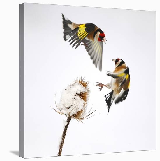Goldfinches (Carduelis Carduelis) Squabbling over Teasel Seeds in Winter. Cambridgeshire, UK-Mark Hamblin-Stretched Canvas