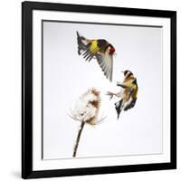 Goldfinches (Carduelis Carduelis) Squabbling over Teasel Seeds in Winter. Cambridgeshire, UK-Mark Hamblin-Framed Photographic Print