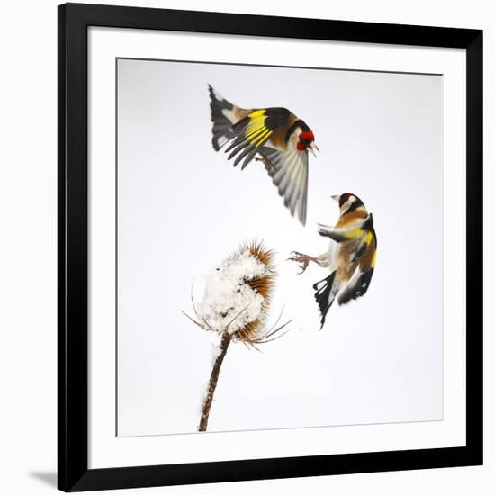 Goldfinches (Carduelis Carduelis) Squabbling over Teasel Seeds in Winter. Cambridgeshire, UK-Mark Hamblin-Framed Photographic Print