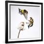 Goldfinches (Carduelis Carduelis) Squabbling over Teasel Seeds in Winter. Cambridgeshire, UK-Mark Hamblin-Framed Photographic Print