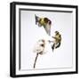 Goldfinches (Carduelis Carduelis) Squabbling over Teasel Seeds in Winter. Cambridgeshire, UK-Mark Hamblin-Framed Photographic Print