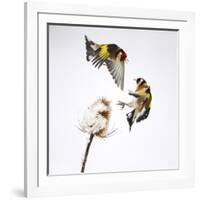 Goldfinches (Carduelis Carduelis) Squabbling over Teasel Seeds in Winter. Cambridgeshire, UK-Mark Hamblin-Framed Photographic Print