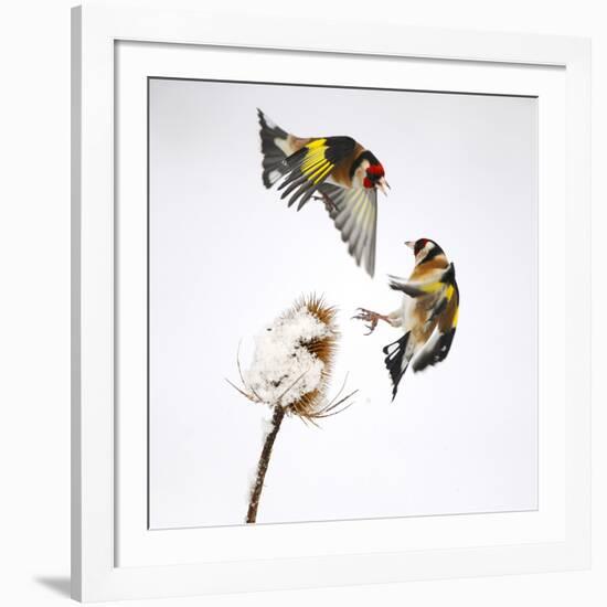 Goldfinches (Carduelis Carduelis) Squabbling over Teasel Seeds in Winter. Cambridgeshire, UK-Mark Hamblin-Framed Photographic Print