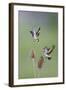 Goldfinches Fighting-null-Framed Photographic Print