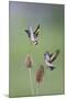 Goldfinches Fighting-null-Mounted Photographic Print