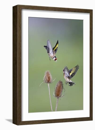 Goldfinches Fighting-null-Framed Photographic Print