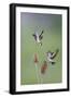 Goldfinches Fighting-null-Framed Photographic Print