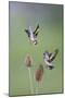 Goldfinches Fighting-null-Mounted Photographic Print