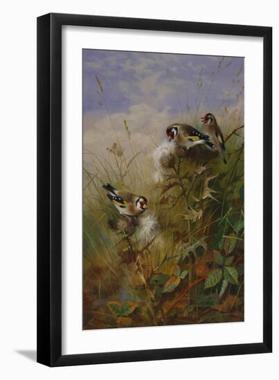 Goldfinches on Thistles-Archibald Thorburn-Framed Giclee Print