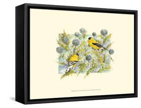 Goldfinches-Janet Mandel-Framed Stretched Canvas