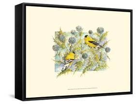 Goldfinches-Janet Mandel-Framed Stretched Canvas