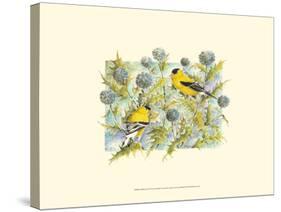 Goldfinches-Janet Mandel-Stretched Canvas