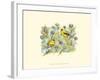 Goldfinches-Janet Mandel-Framed Art Print