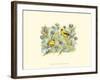 Goldfinches-Janet Mandel-Framed Art Print