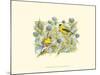 Goldfinches-Janet Mandel-Mounted Art Print