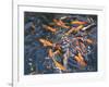 Goldfish, 2010-Andrew Macara-Framed Giclee Print