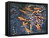 Goldfish, 2010-Andrew Macara-Framed Stretched Canvas