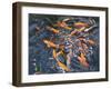 Goldfish, 2010-Andrew Macara-Framed Giclee Print