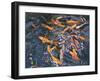 Goldfish, 2010-Andrew Macara-Framed Giclee Print