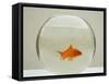 Goldfish Alone in Goldfish Bowl-null-Framed Stretched Canvas