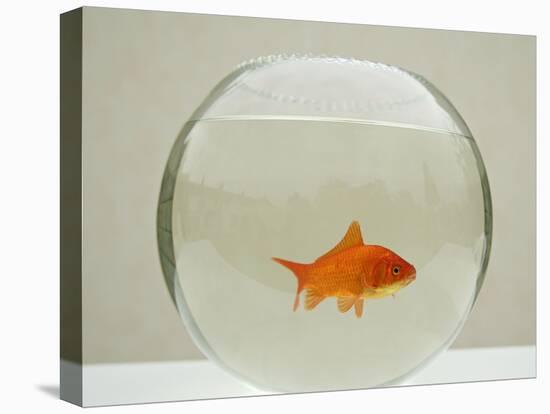 Goldfish Alone in Goldfish Bowl-null-Stretched Canvas