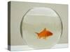 Goldfish Alone in Goldfish Bowl-null-Stretched Canvas