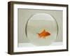 Goldfish Alone in Goldfish Bowl-null-Framed Photographic Print