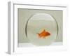 Goldfish Alone in Goldfish Bowl-null-Framed Photographic Print