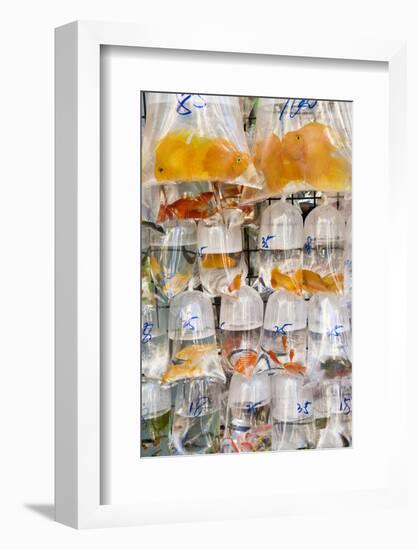 Goldfish at Goldfish Market, Hong Kong, China-Peter Adams-Framed Photographic Print