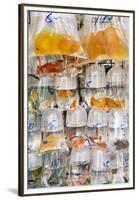 Goldfish at Goldfish Market, Hong Kong, China-Peter Adams-Framed Premium Photographic Print