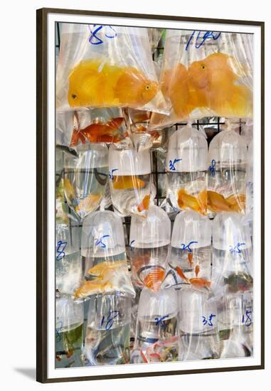 Goldfish at Goldfish Market, Hong Kong, China-Peter Adams-Framed Premium Photographic Print