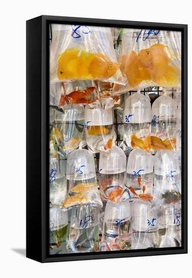 Goldfish at Goldfish Market, Hong Kong, China-Peter Adams-Framed Stretched Canvas