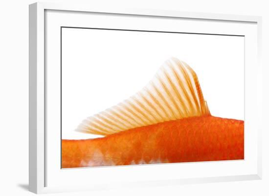 Goldfish, Dorsal Fin-Herbert Kehrer-Framed Photographic Print