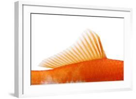 Goldfish, Dorsal Fin-Herbert Kehrer-Framed Photographic Print