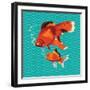 Goldfish I-Patty Young-Framed Art Print