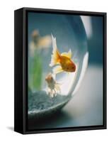 Goldfish in Fish Bowl-Elisa Cicinelli-Framed Stretched Canvas