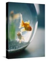 Goldfish in Fish Bowl-Elisa Cicinelli-Stretched Canvas