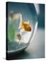 Goldfish in Fish Bowl-Elisa Cicinelli-Stretched Canvas